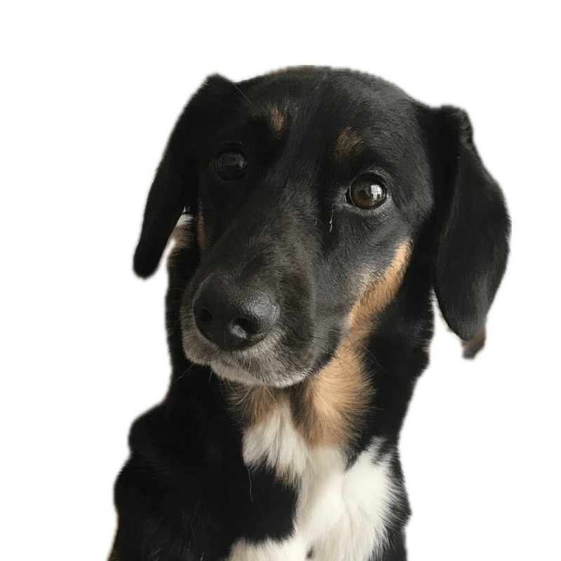 Cachorro sendo examinado por um veterinário